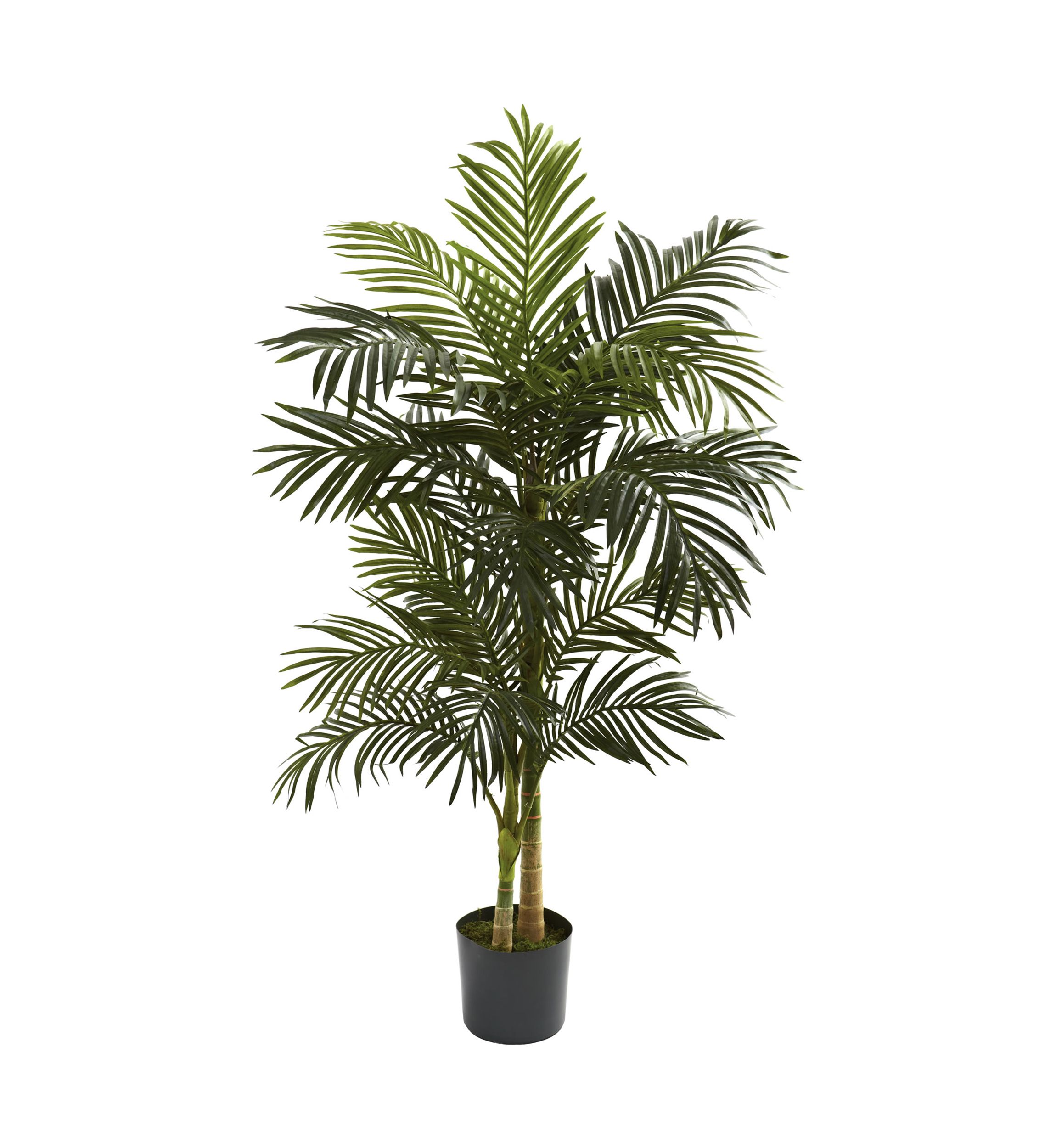 5ft. Golden Cane Palm Tree