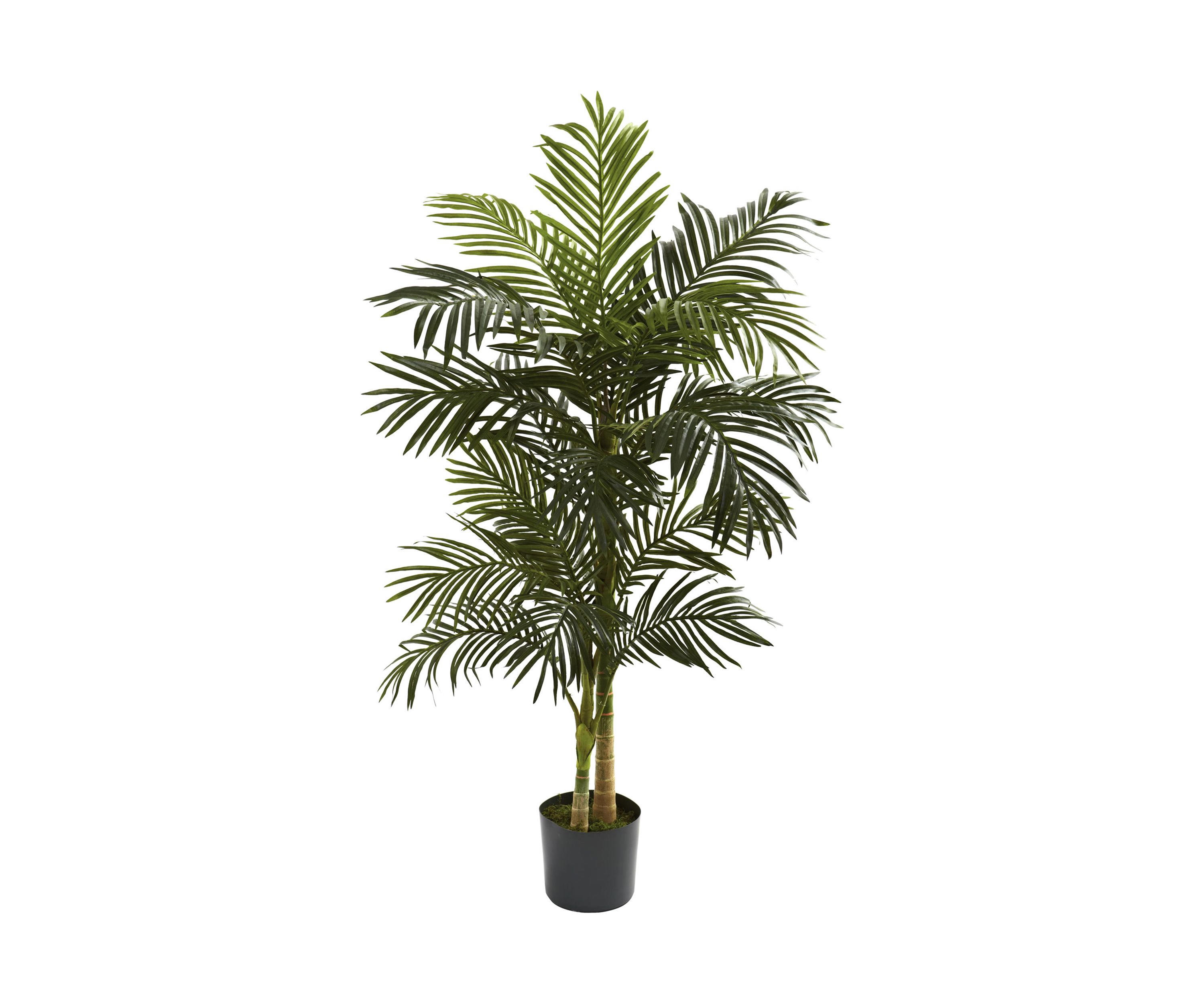 5ft. Golden Cane Palm Tree