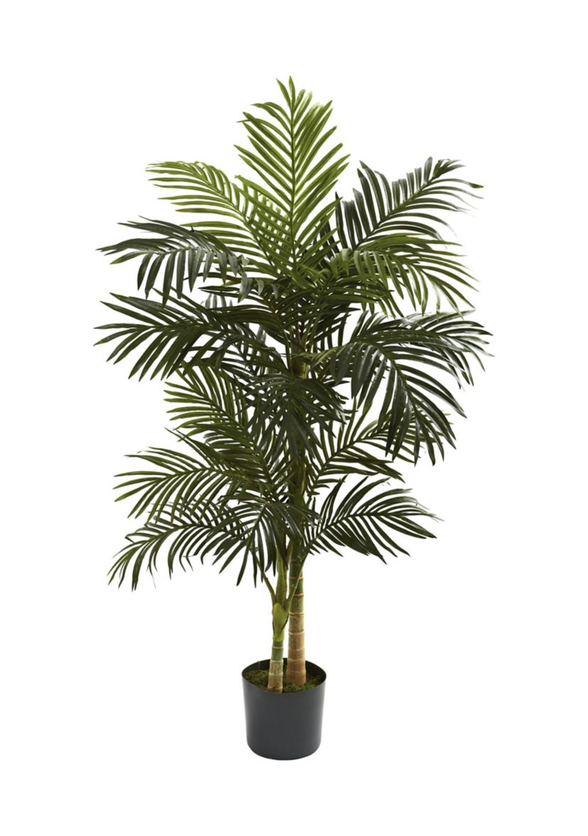 5ft. Golden Cane Palm Tree