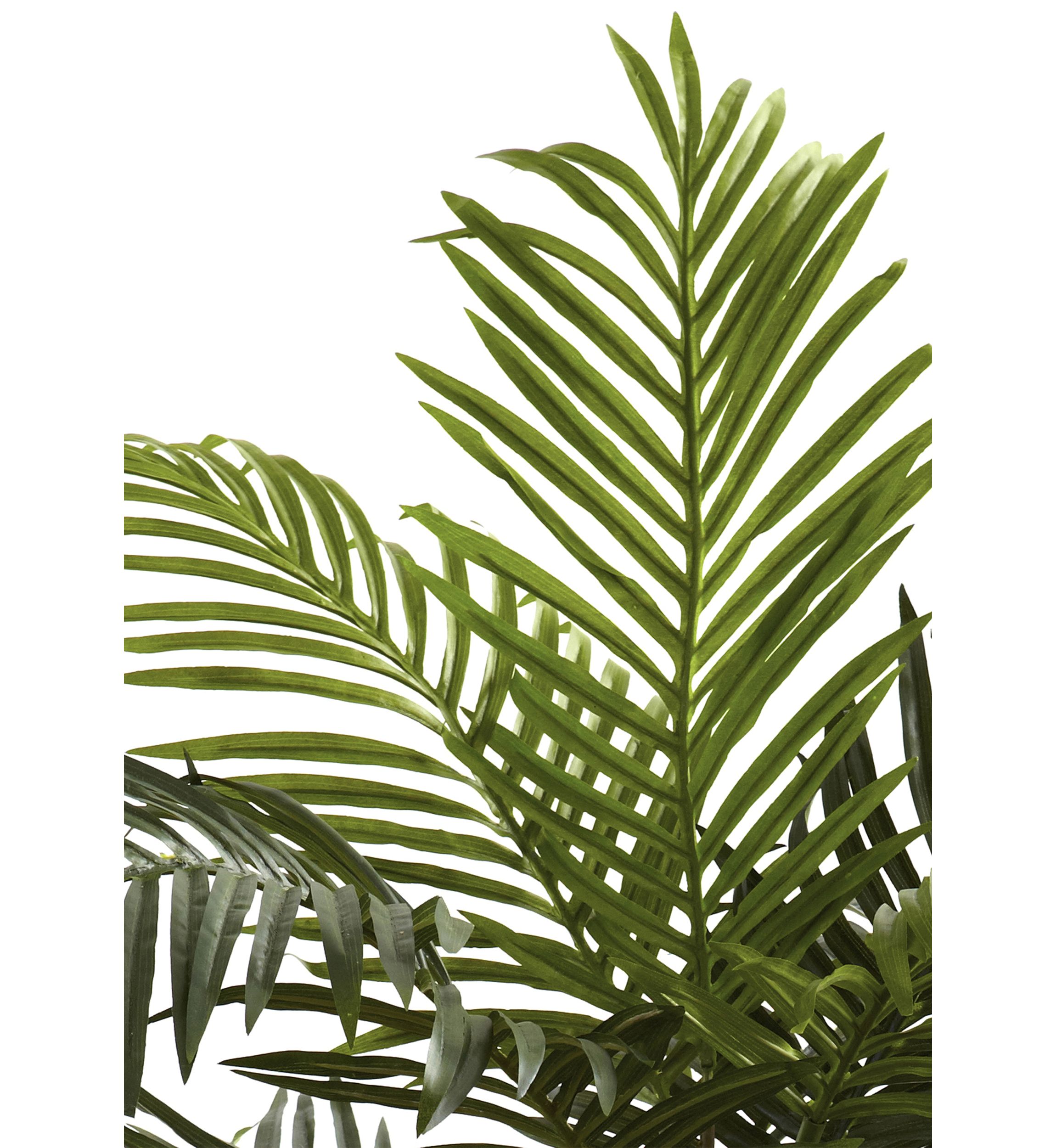 5ft. Golden Cane Palm Tree