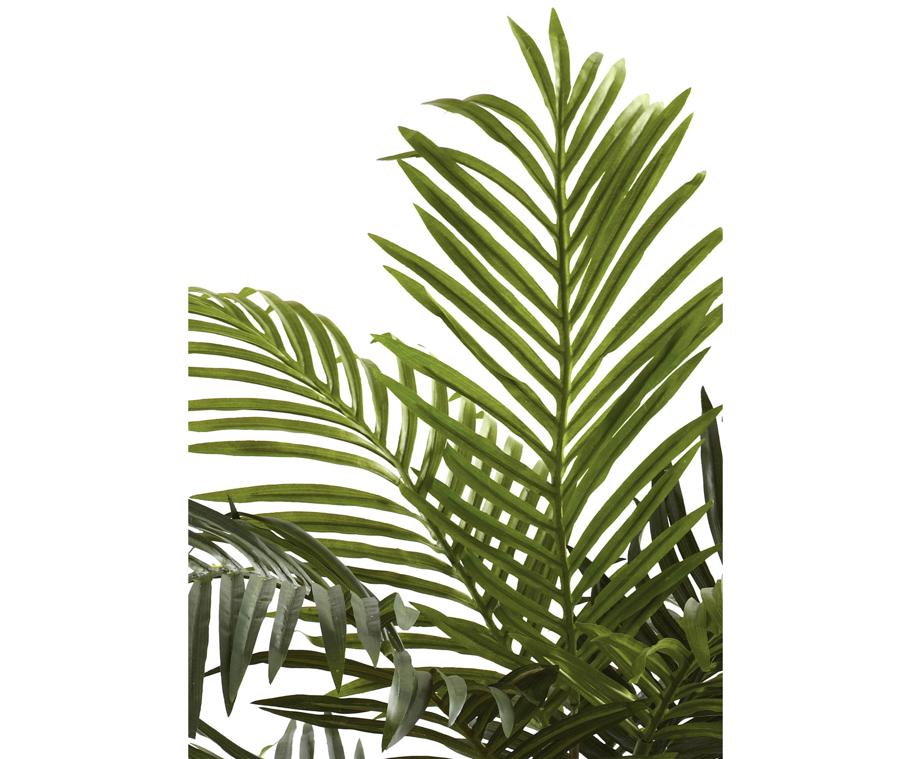 5ft. Golden Cane Palm Tree