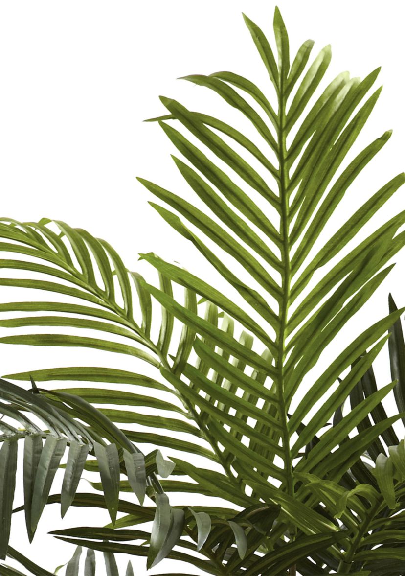 5ft. Golden Cane Palm Tree
