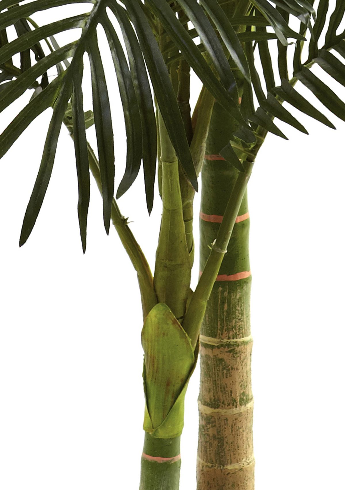 5ft. Golden Cane Palm Tree