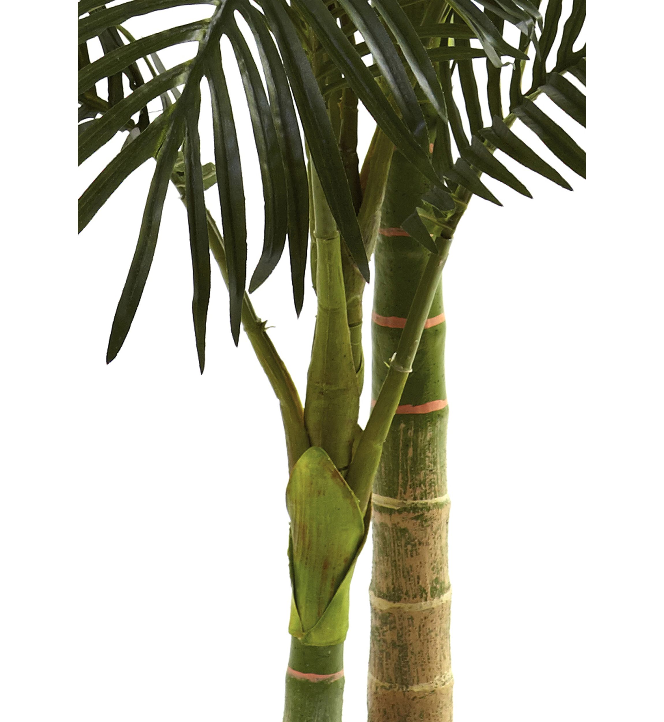 5ft. Golden Cane Palm Tree