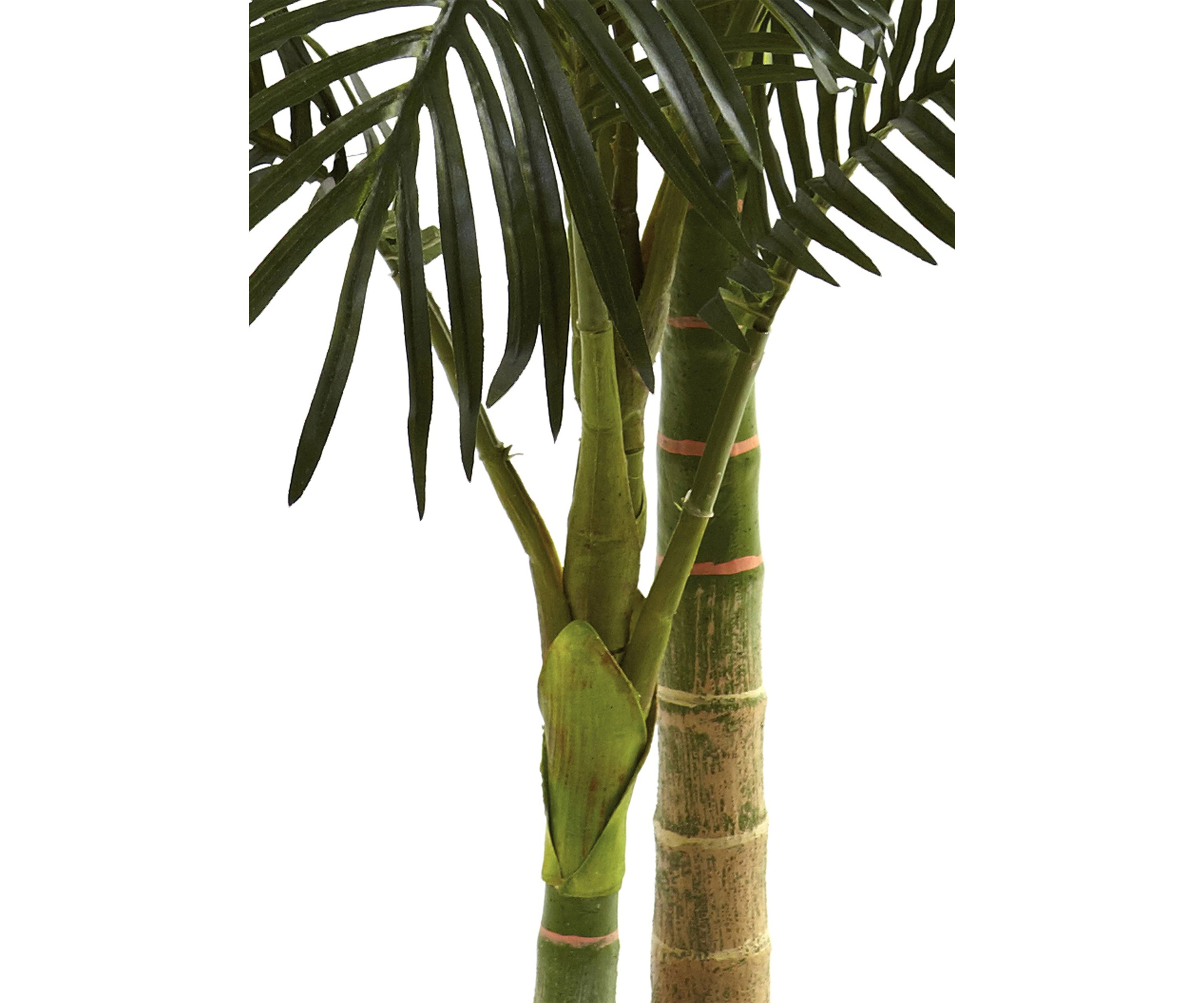 5ft. Golden Cane Palm Tree