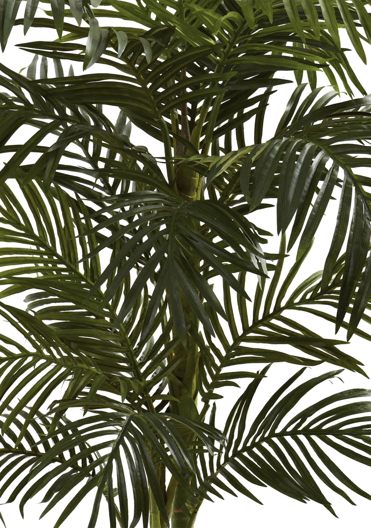 5ft. Golden Cane Palm Tree