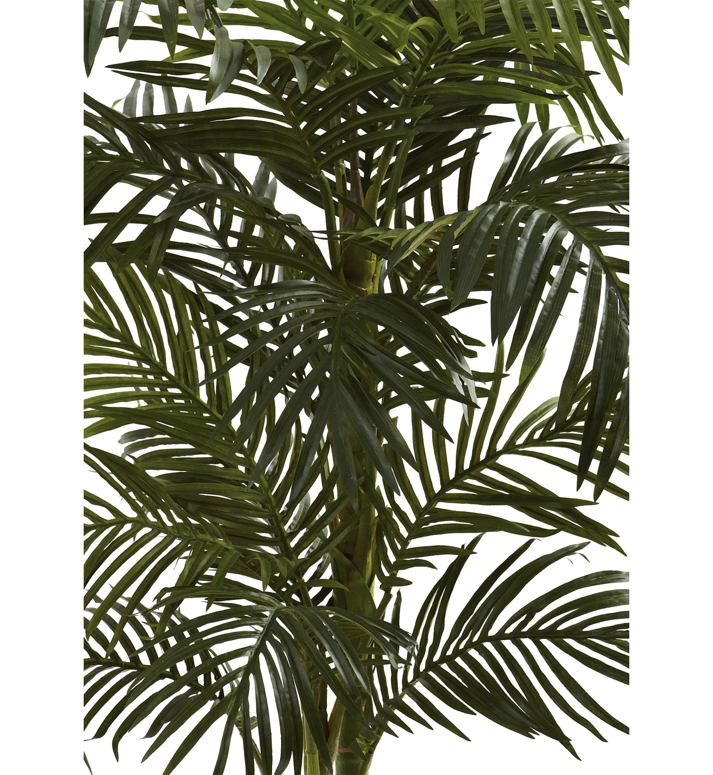 5ft. Golden Cane Palm Tree
