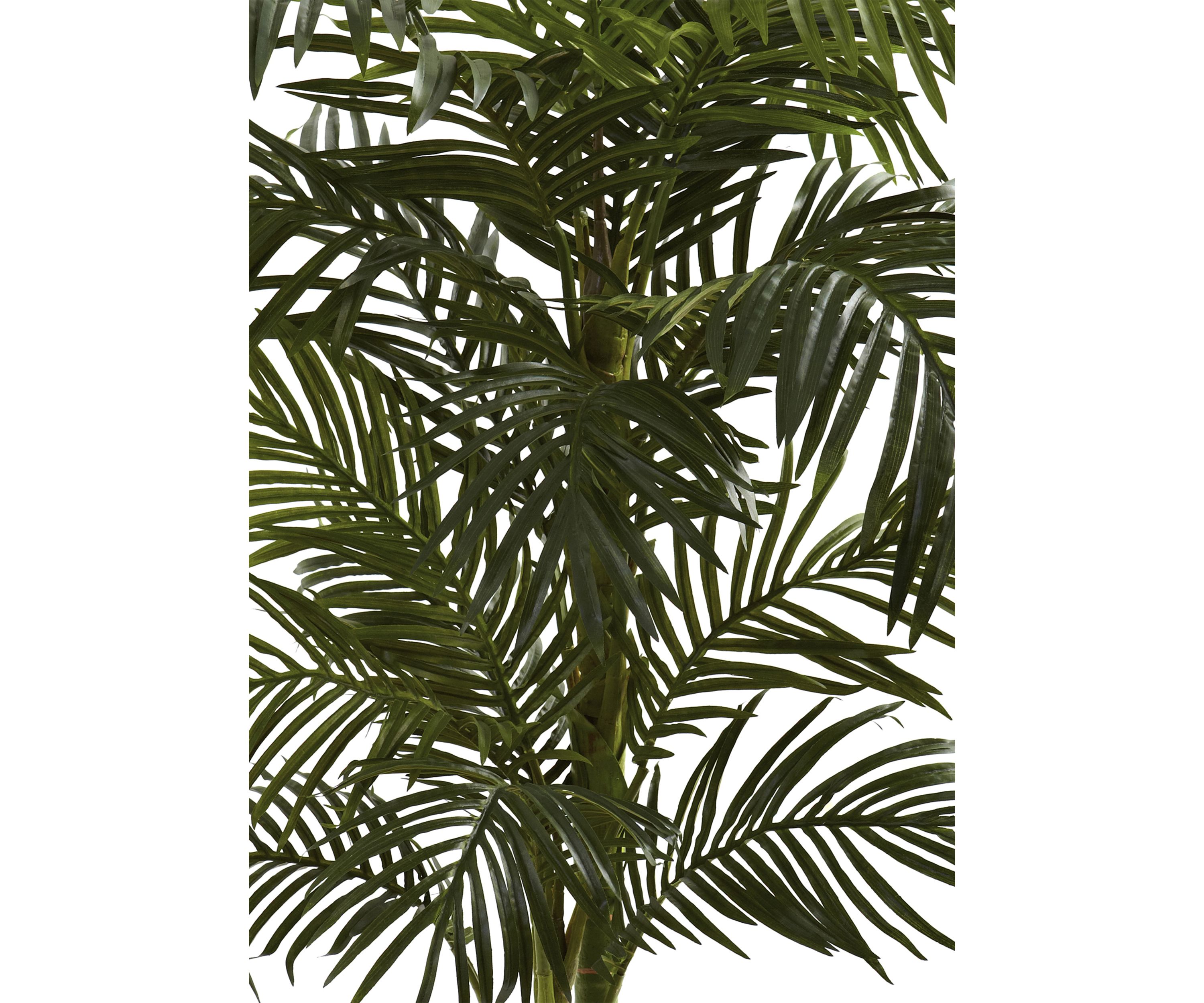 5ft. Golden Cane Palm Tree