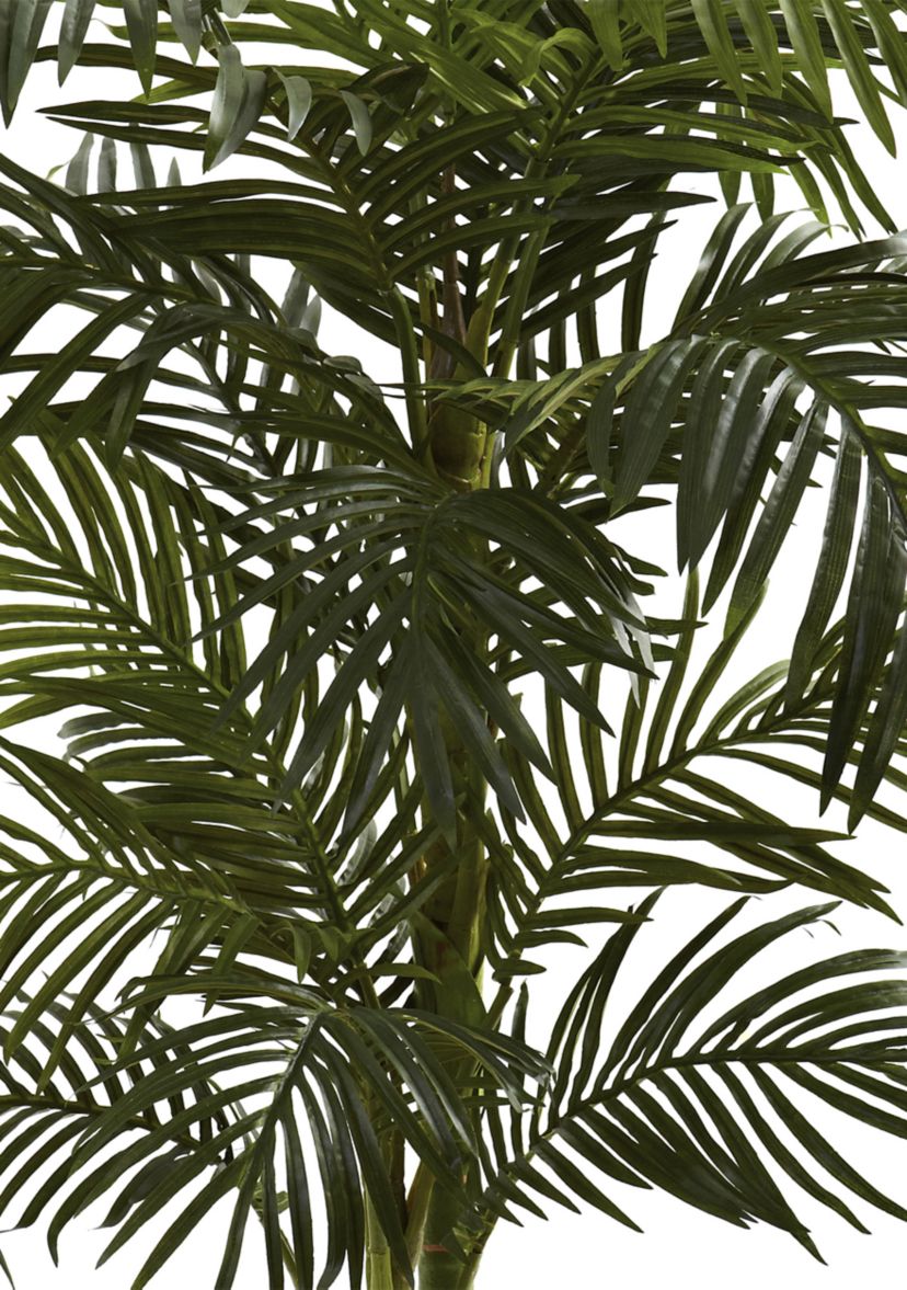 5ft. Golden Cane Palm Tree