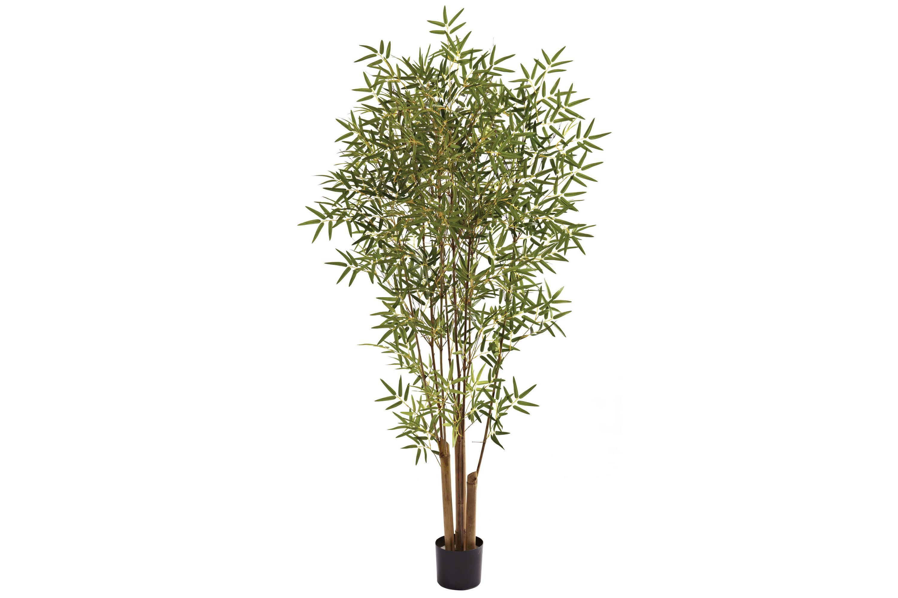 6 Japanese Bamboo Tree