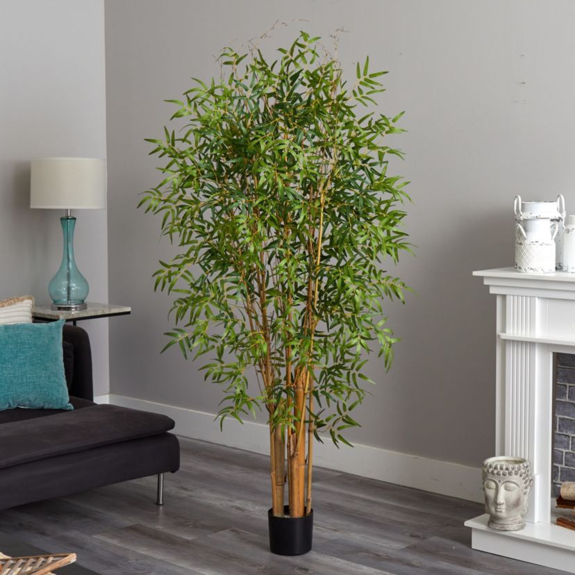 6 Japanese Bamboo Tree