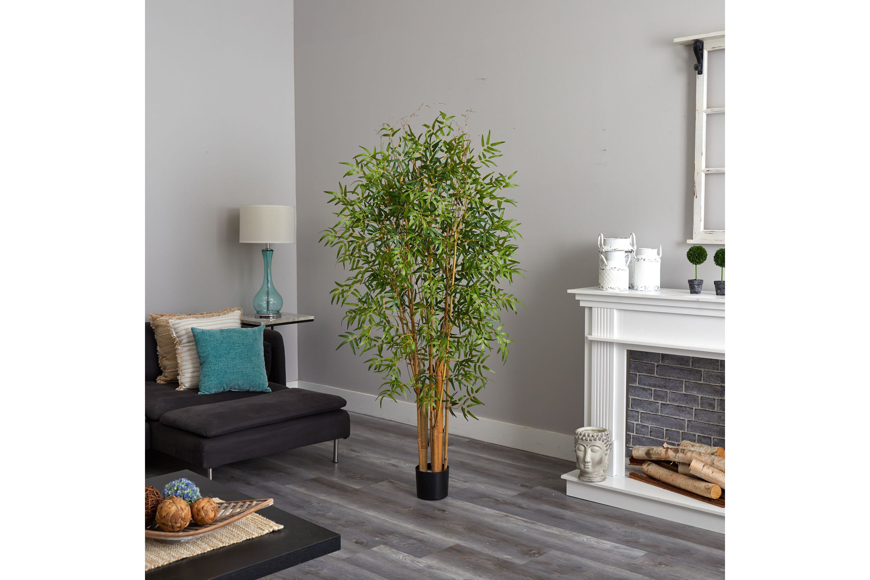 6 Japanese Bamboo Tree