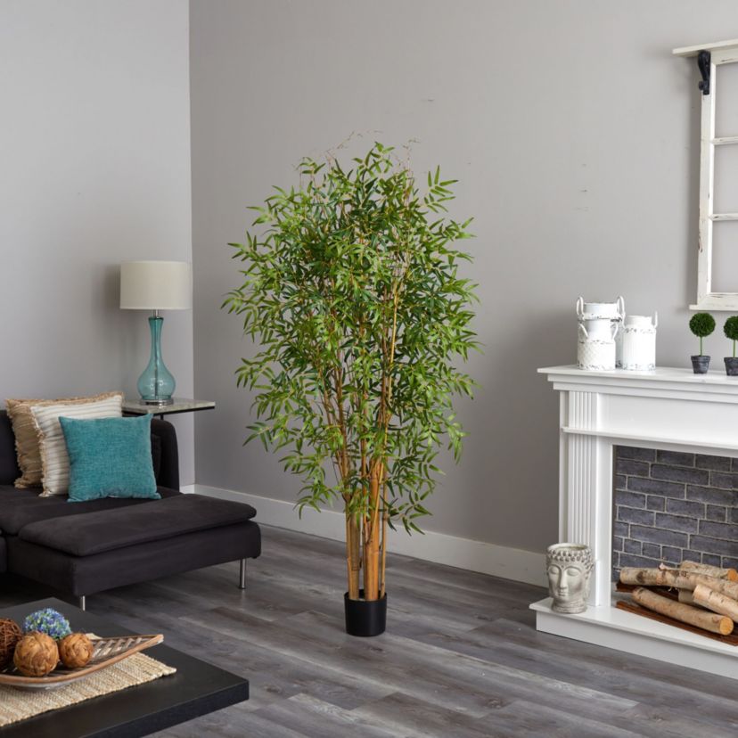 6 Japanese Bamboo Tree