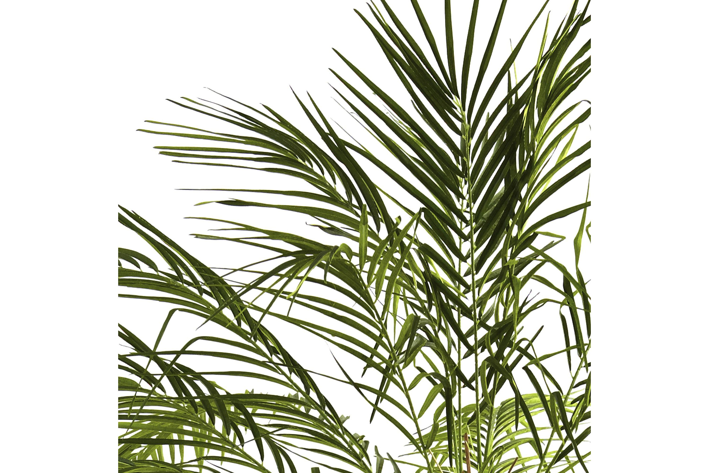 6-Foot Robellini Palm Tree