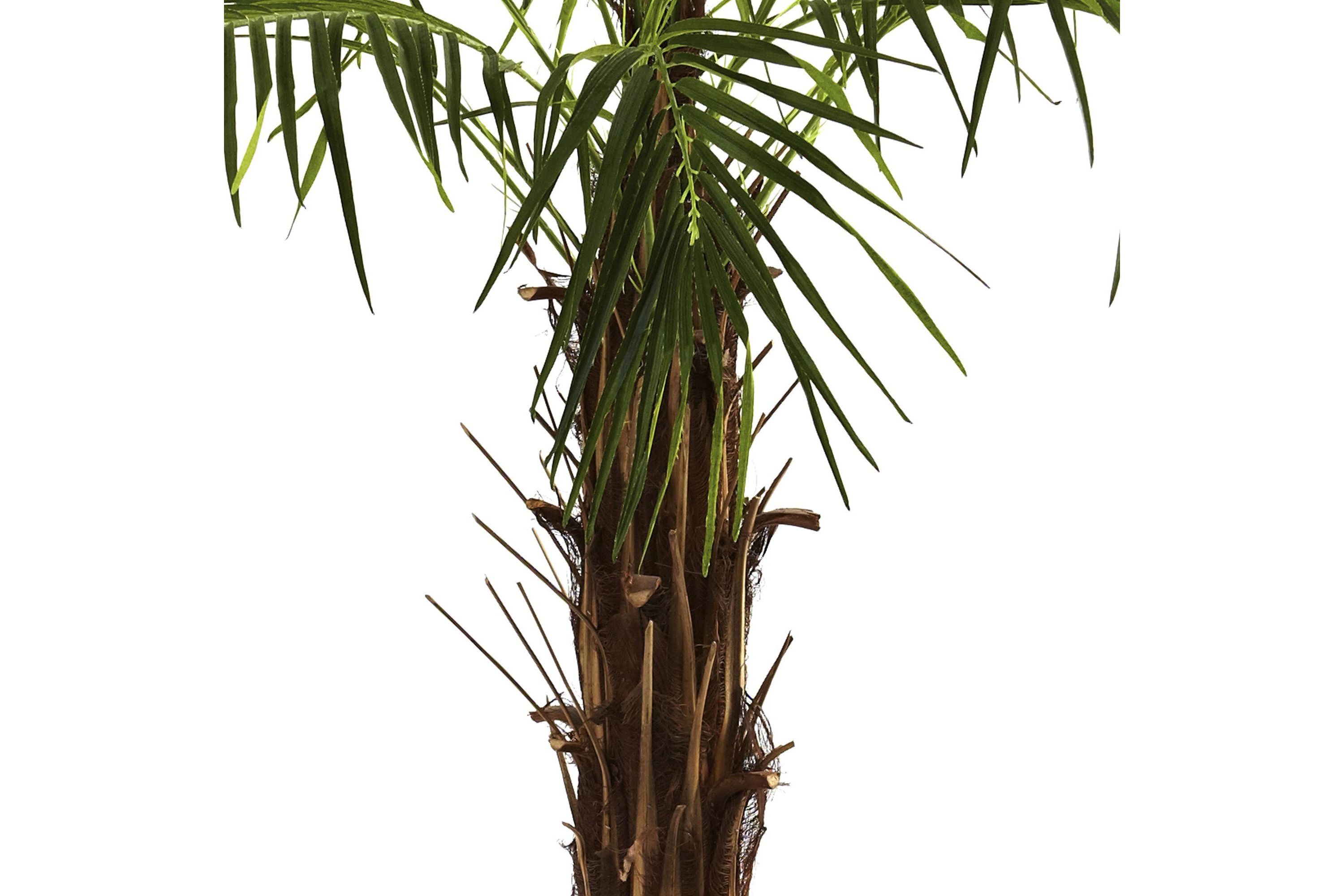6-Foot Robellini Palm Tree