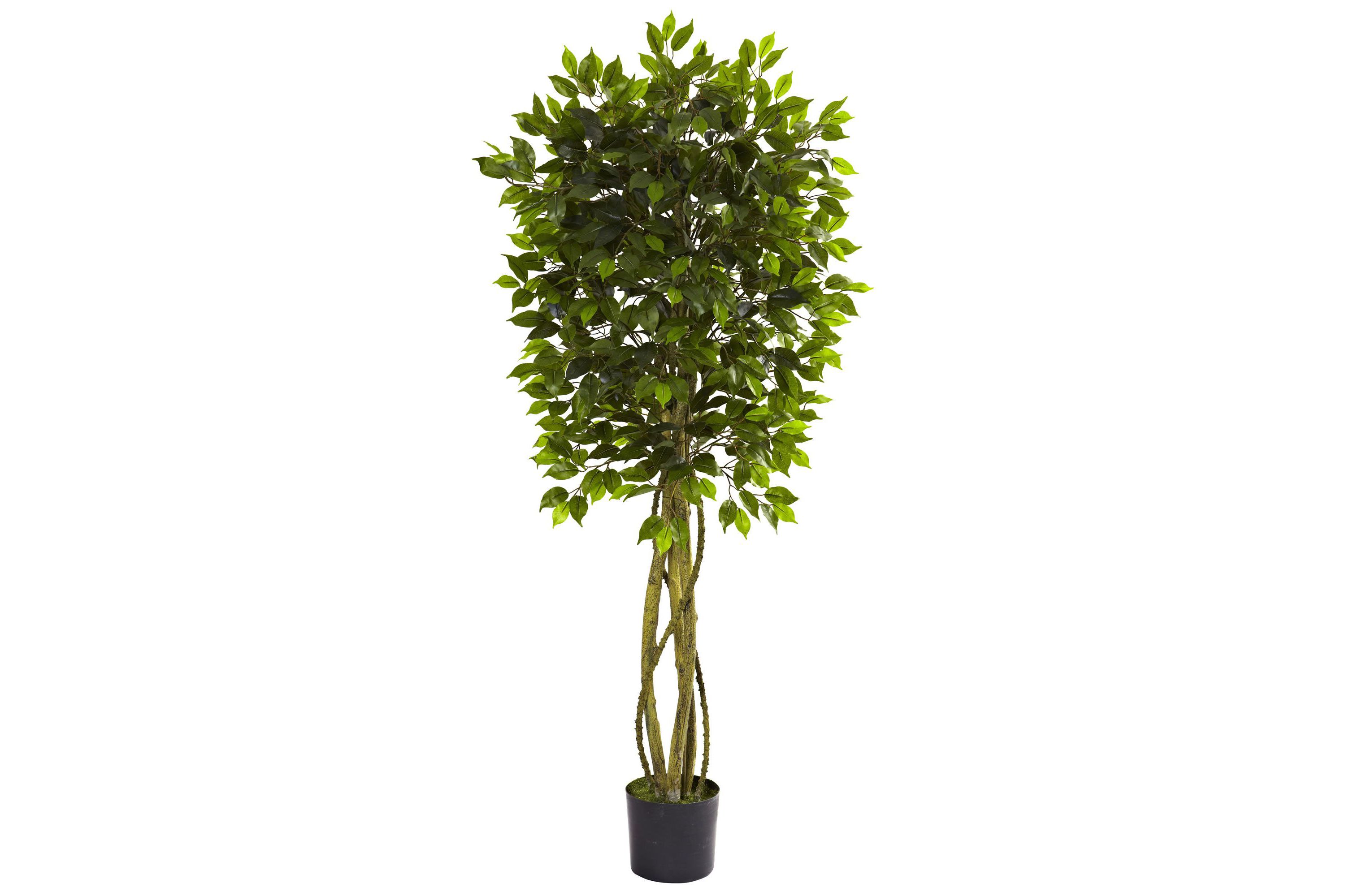 5.5-Foot Ficus Tree UV Resistant (Indoor/Outdoor)