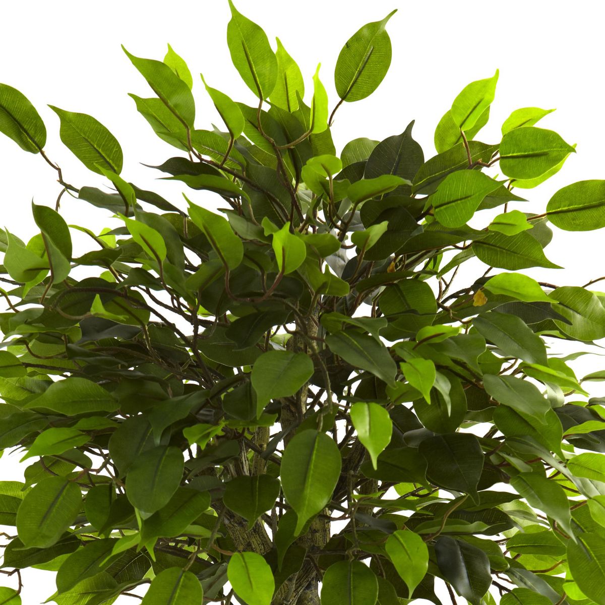 3 UV Resistant Ficus Tree - Indoor/Outdoor