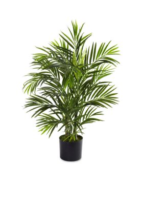 2.5-ft. Areca Palm Tree