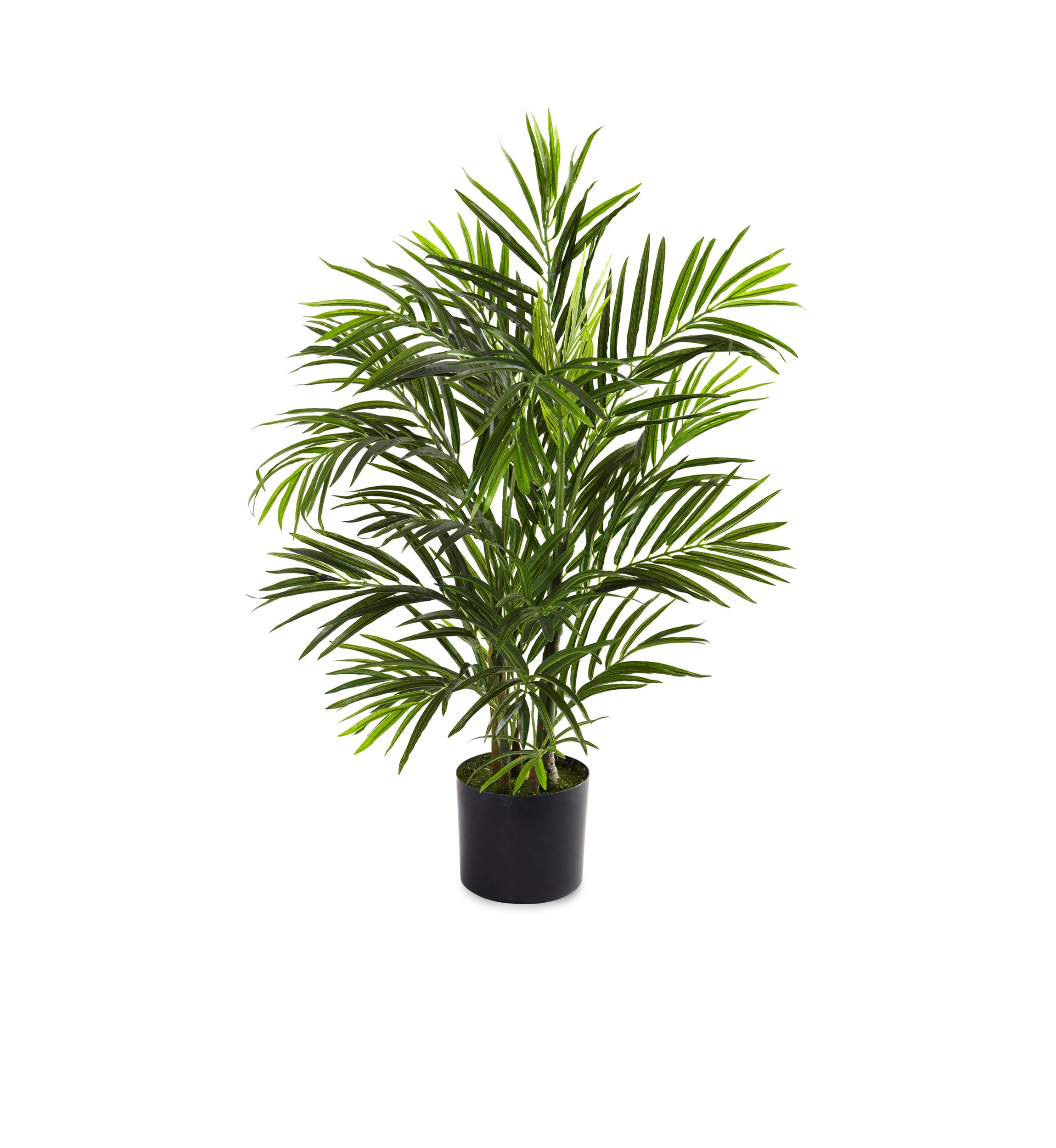 2.5-ft. Areca Palm Tree