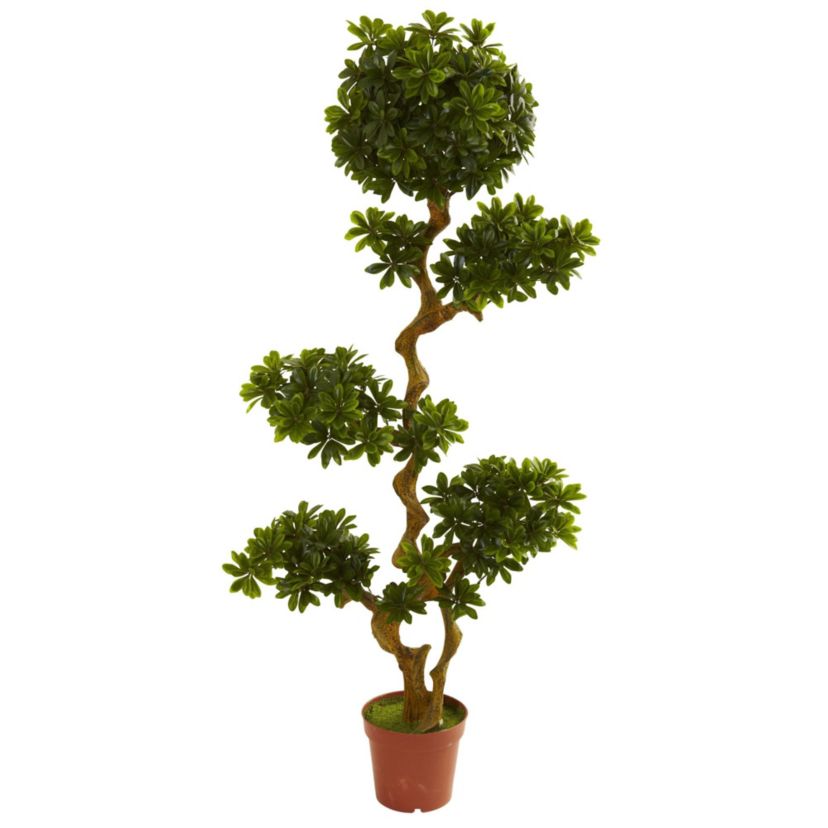 5 Pittosporum UV Resistant - Indoor/Outdoor