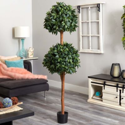 6' Sweet Bay Double Ball Topiary