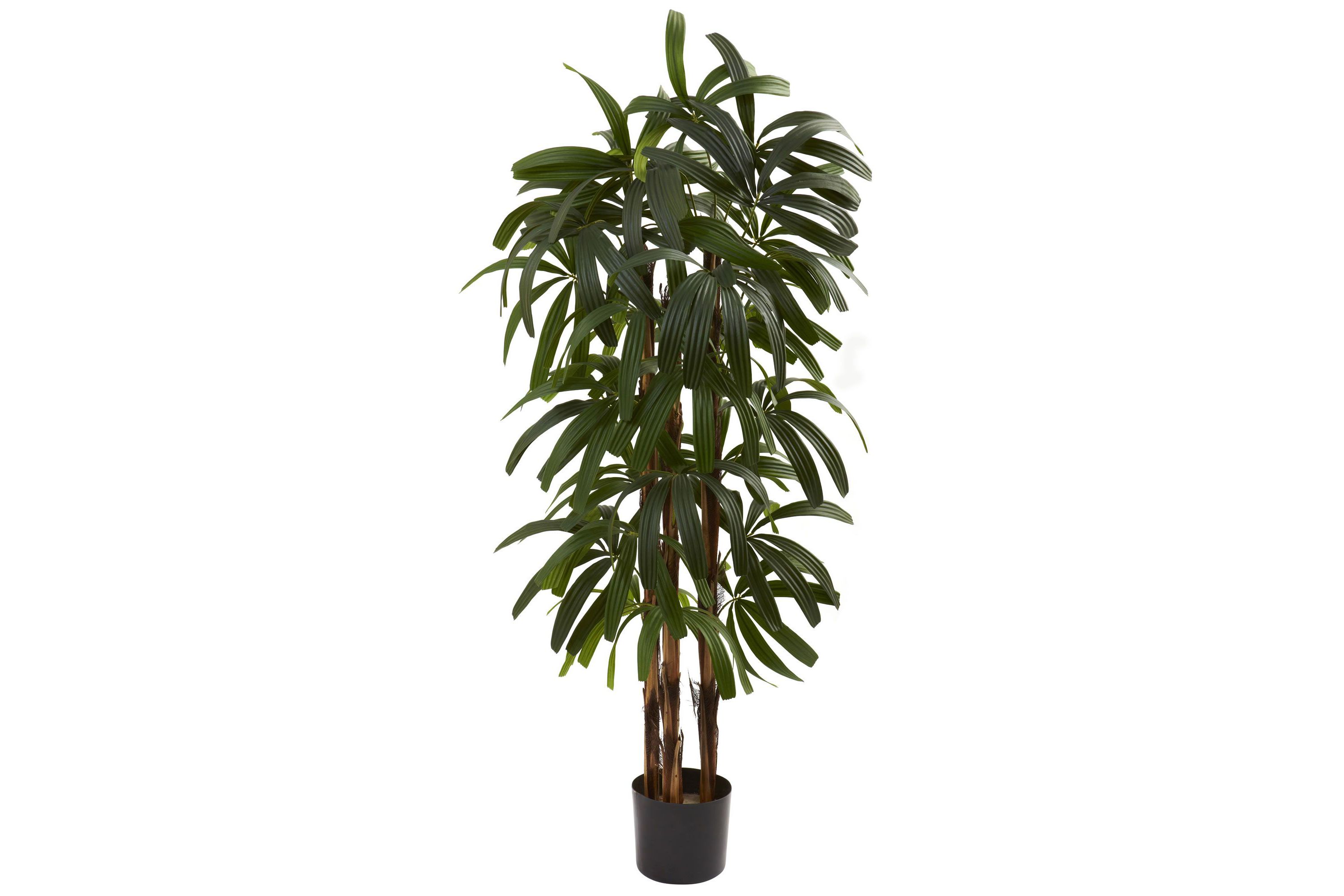 4 Raphis Palm Tree