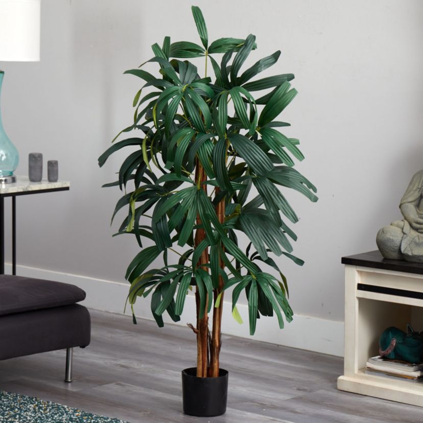 4 Raphis Palm Tree