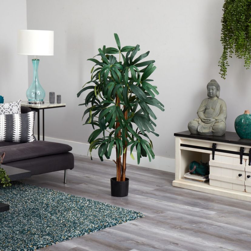4 Raphis Palm Tree