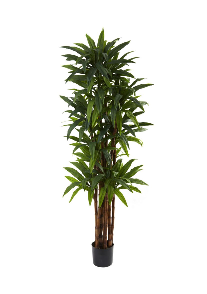 6.5-Foot Dracaena Tree