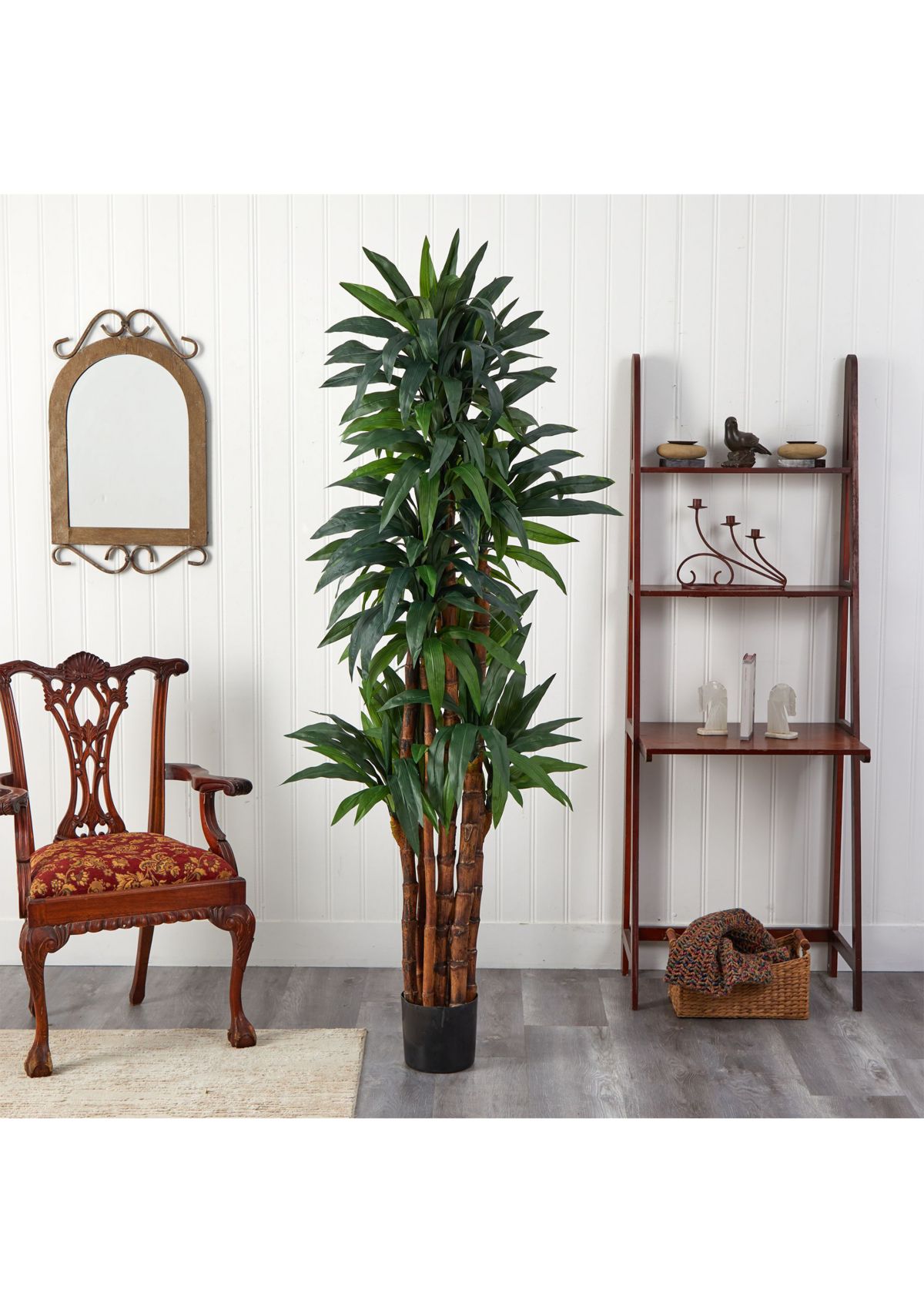 6.5-Foot Dracaena Tree