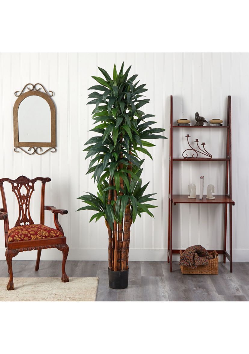 6.5-Foot Dracaena Tree