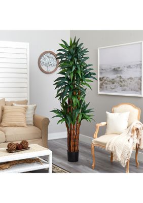 6.5-Foot Dracaena Tree