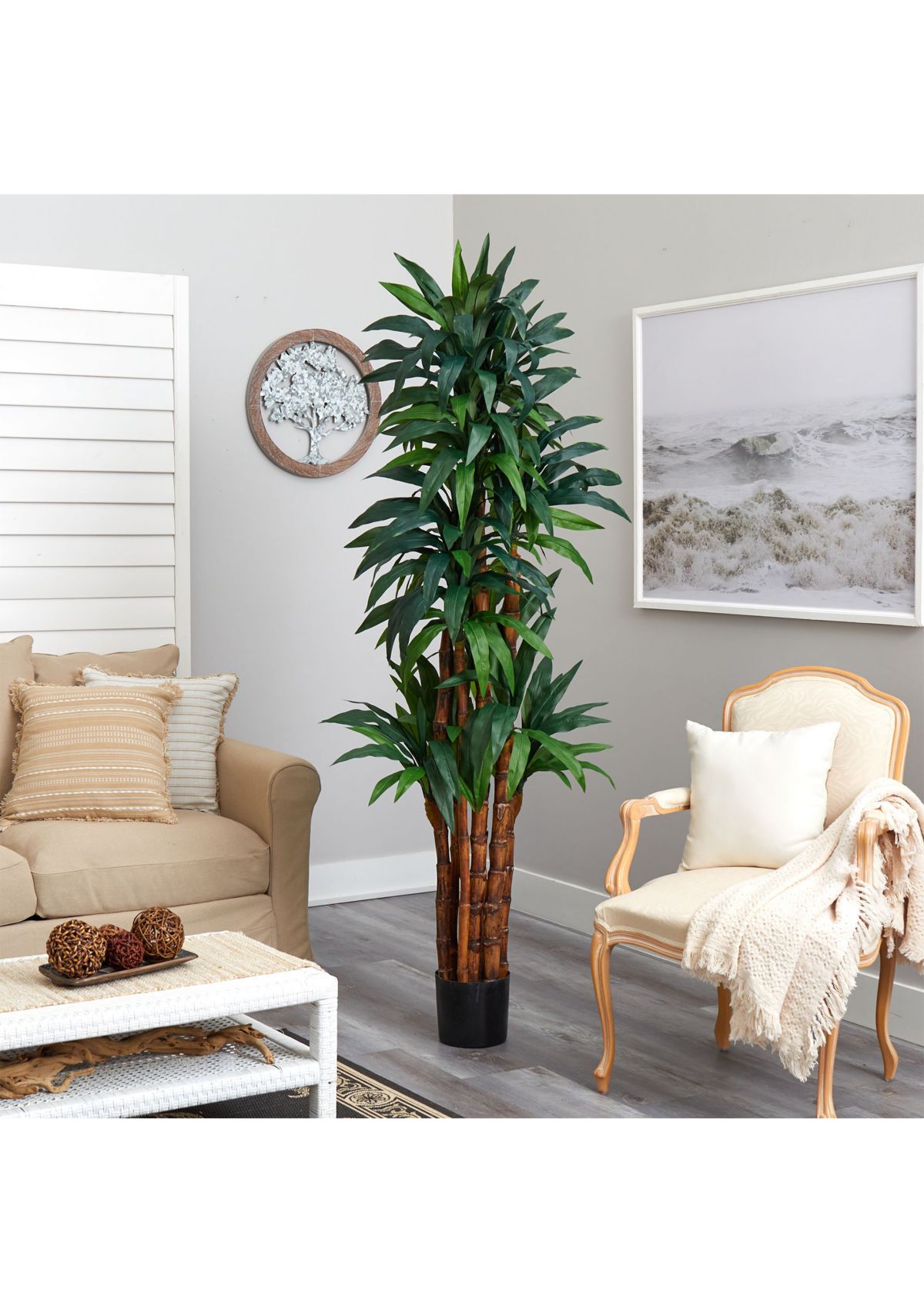 6.5-Foot Dracaena Tree