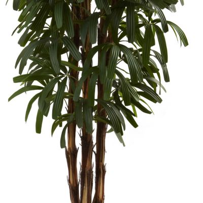 6' Raphis Palm Tree