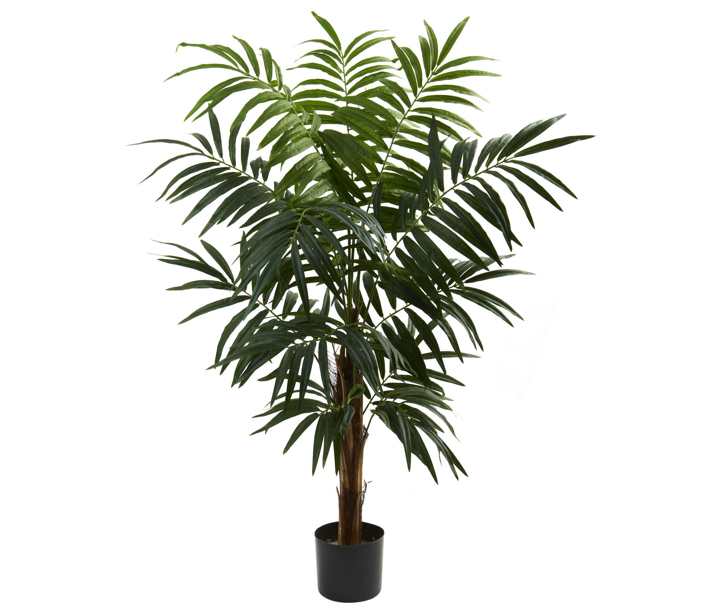4.5 Bulb Areca Tree