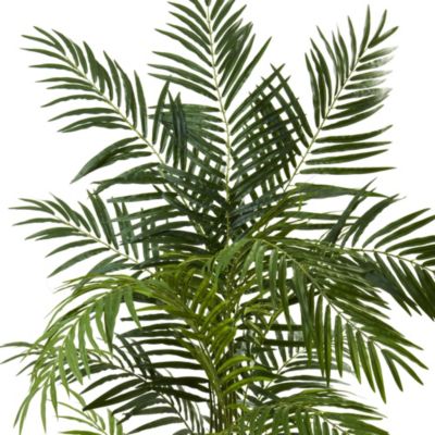 6' Areca Palm Tree