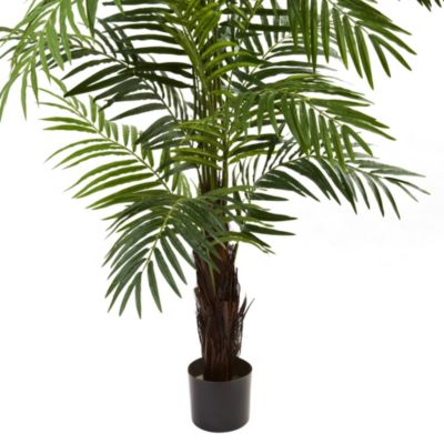 6' Areca Palm Tree