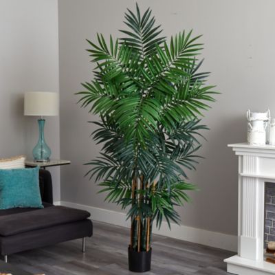 6' Bulb Areca Palm Tree