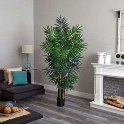 6' Bulb Areca Palm Tree