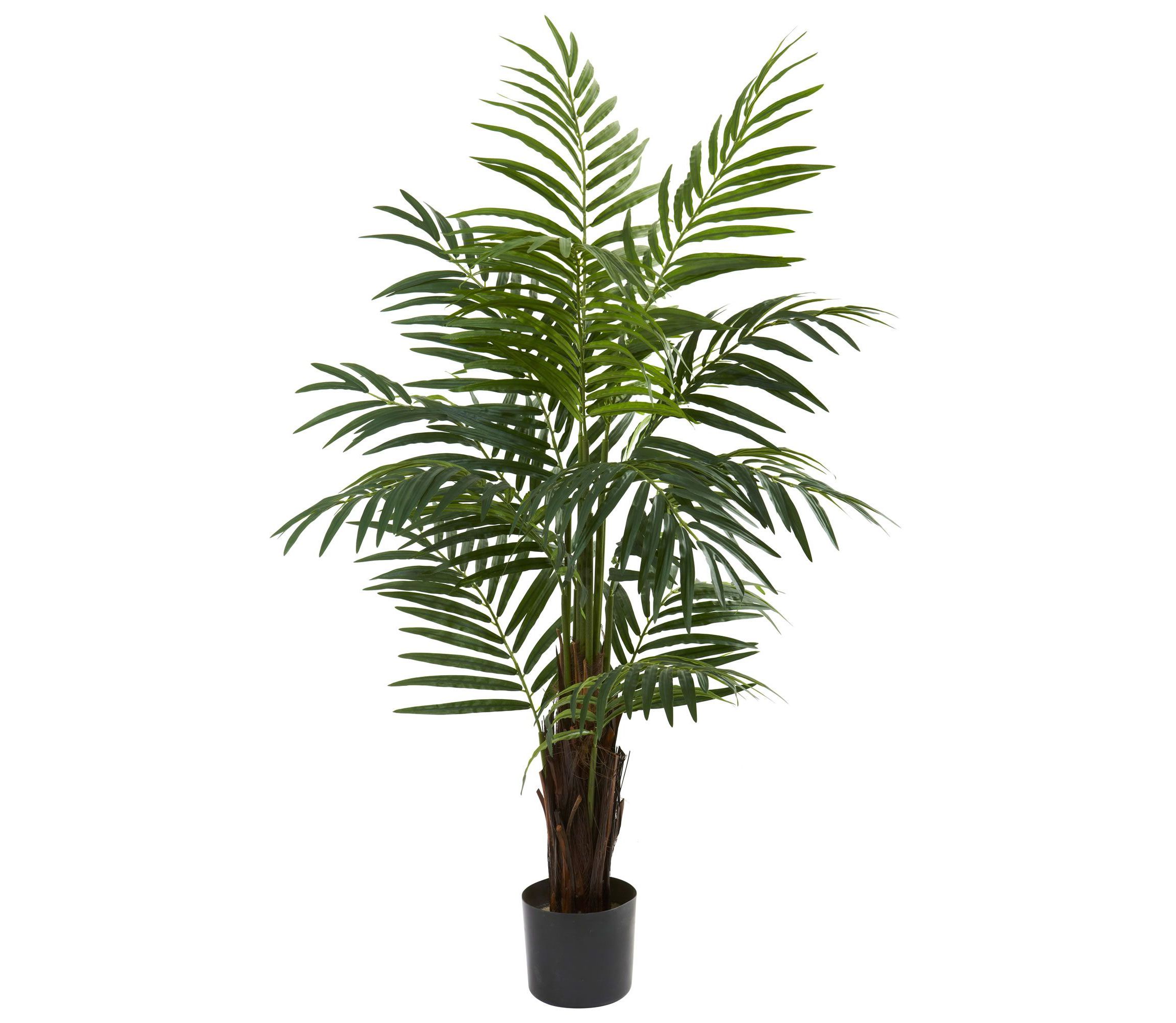 4 Areca Palm Tree