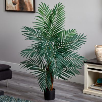 4' Areca Palm Tree