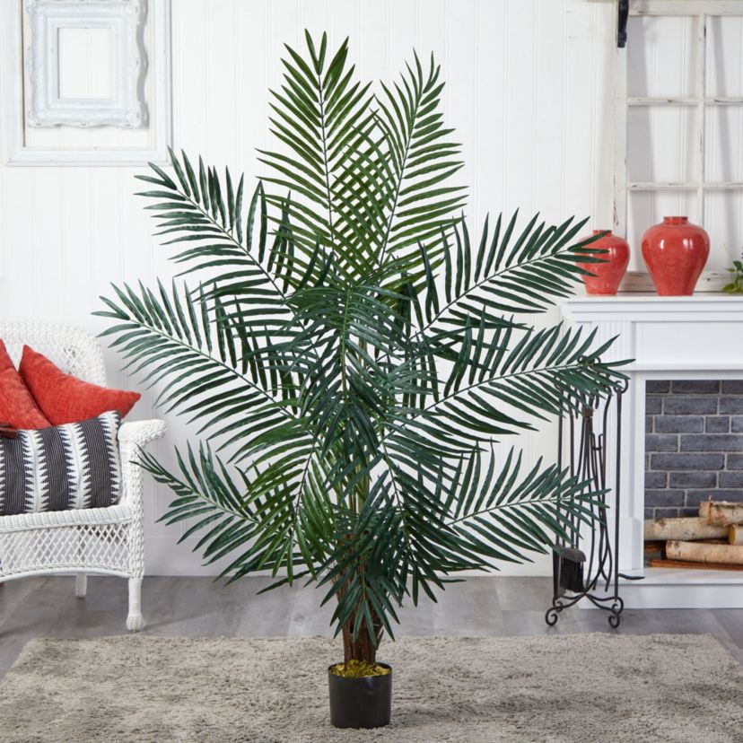 5 Areca Palm Tree