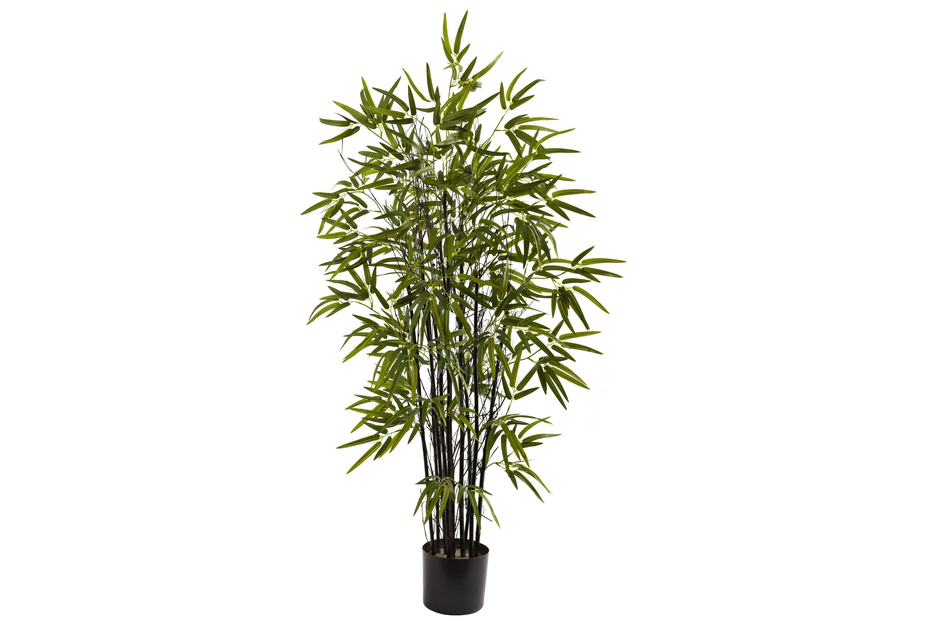 4 Black Bamboo Tree