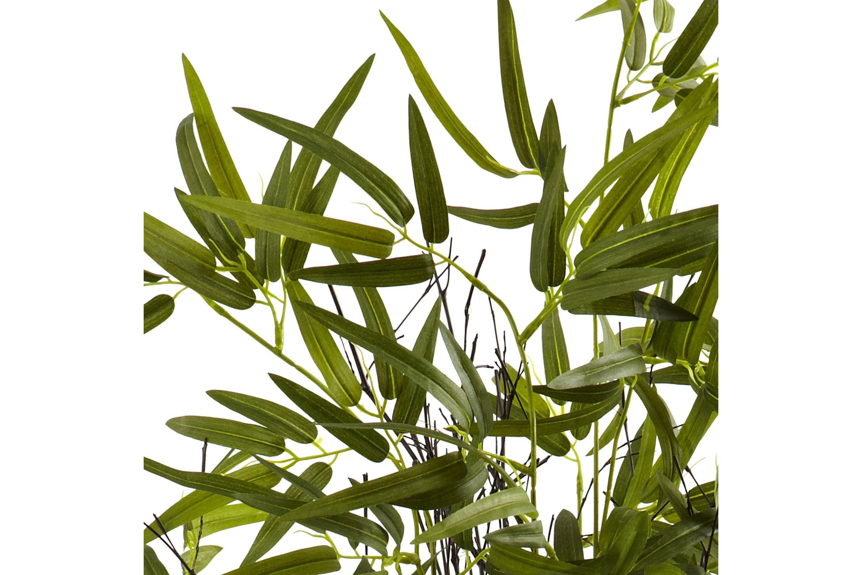 4 Black Bamboo Tree