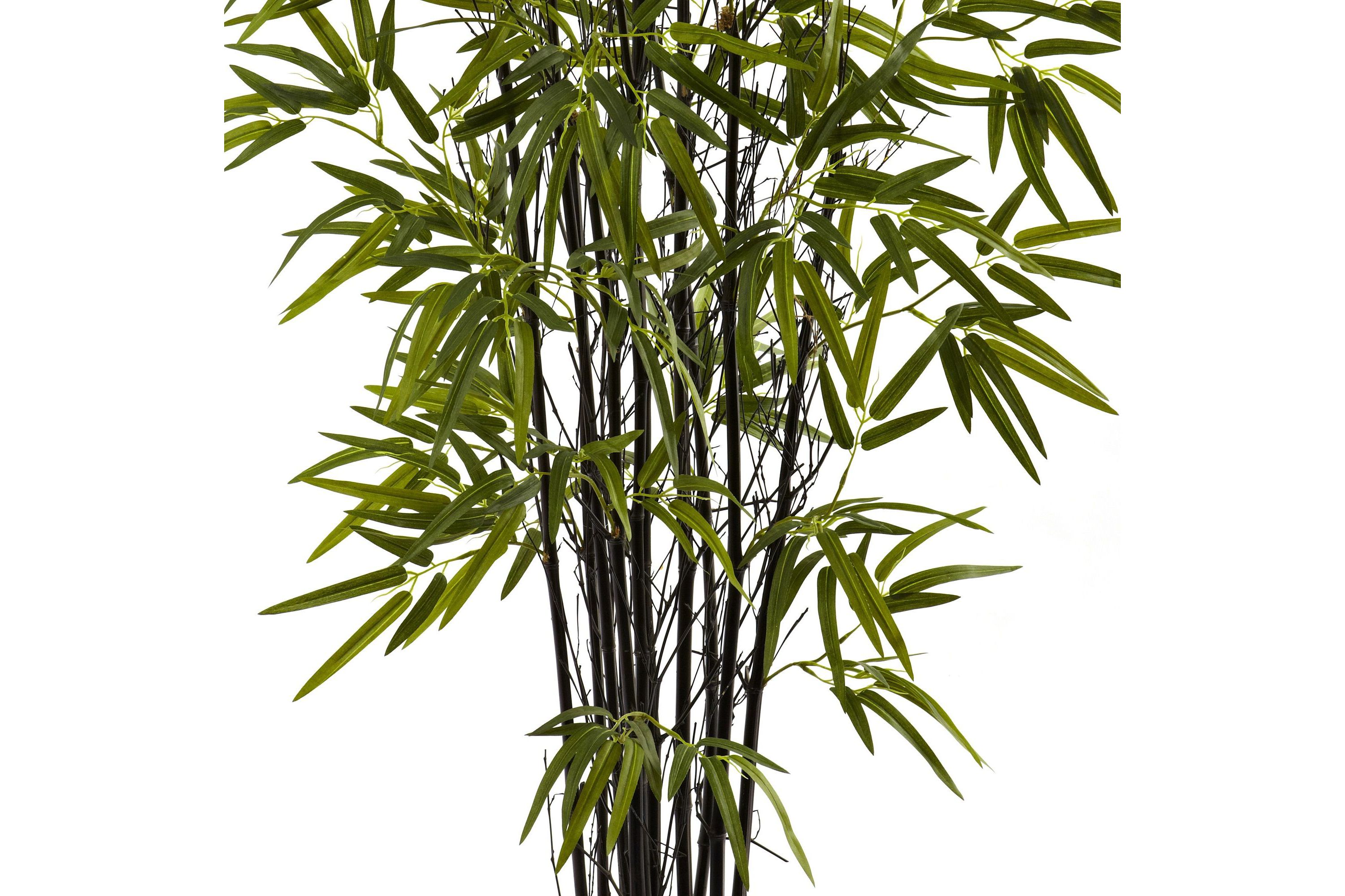 4 Black Bamboo Tree