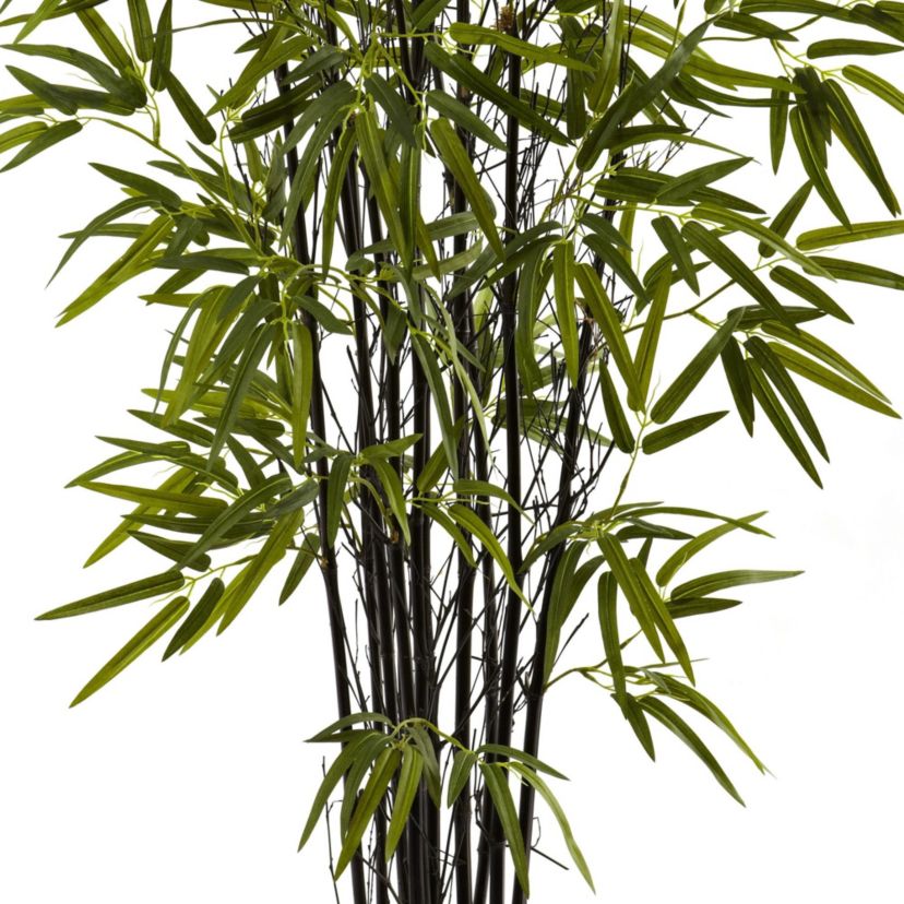 4 Black Bamboo Tree