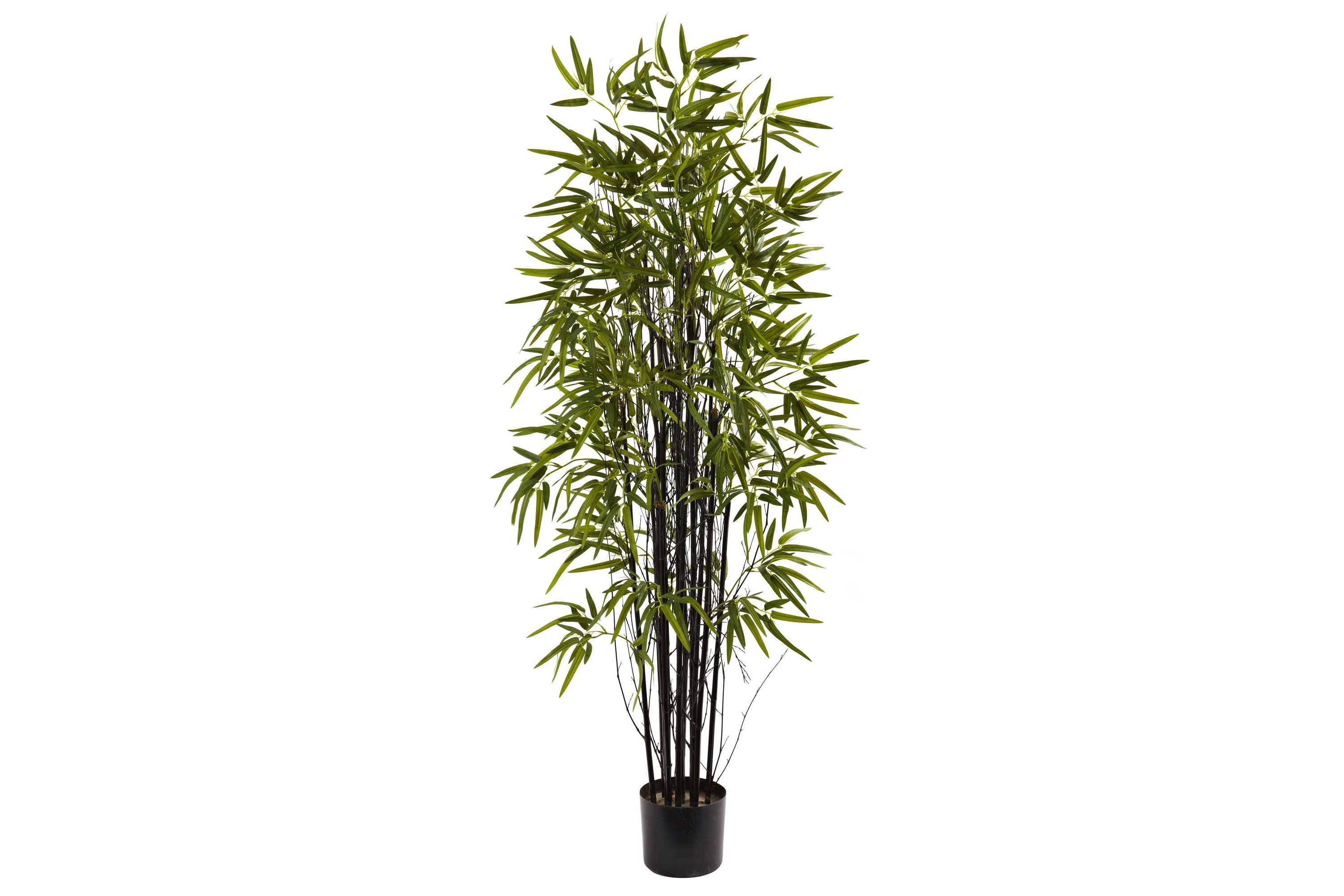 5 Black Bamboo Tree