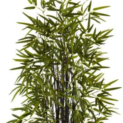 5' Black Bamboo Tree