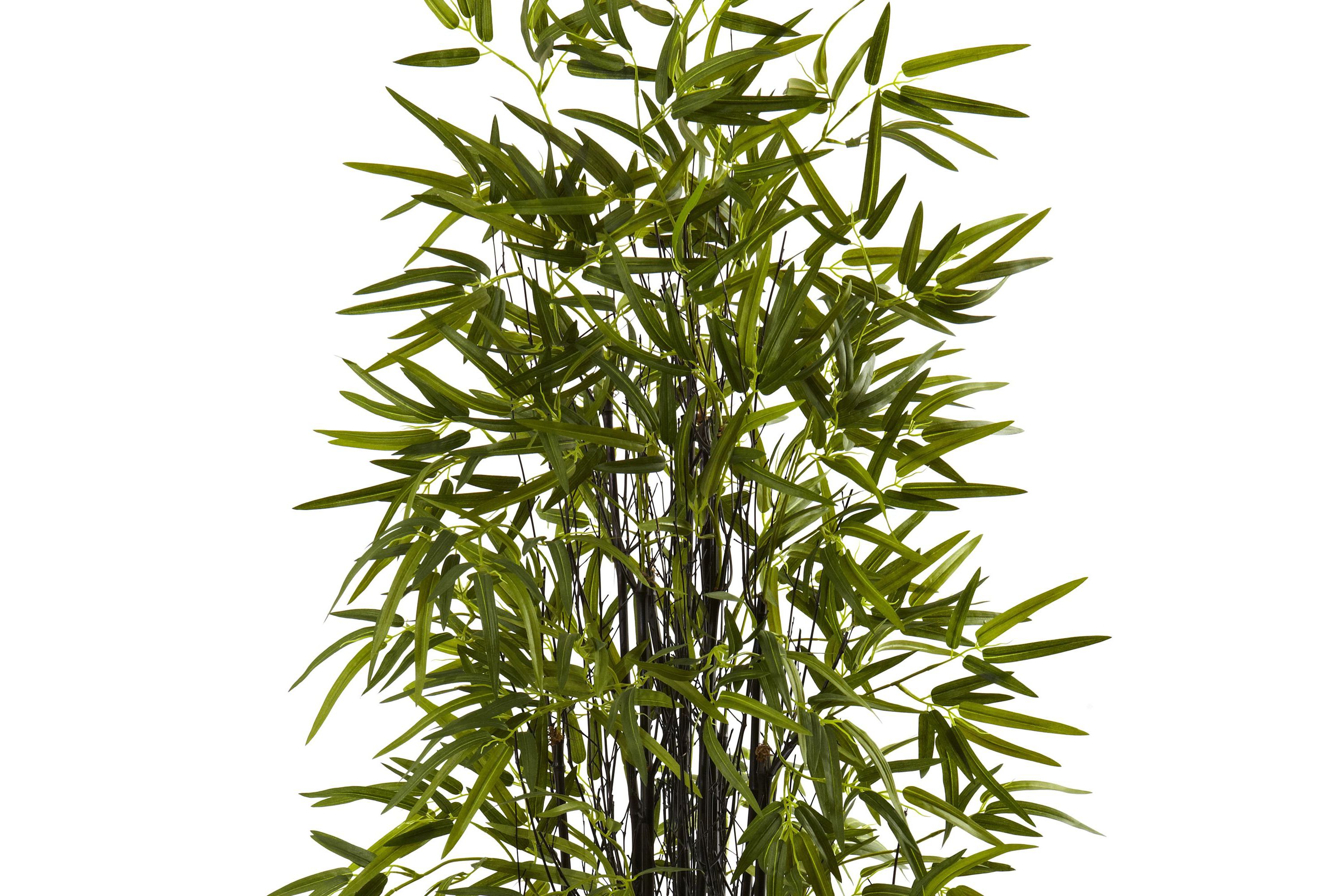 5 Black Bamboo Tree
