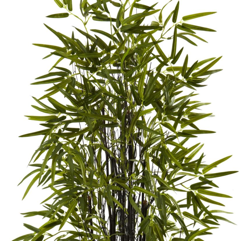 5 Black Bamboo Tree